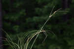 Arkansas sedge